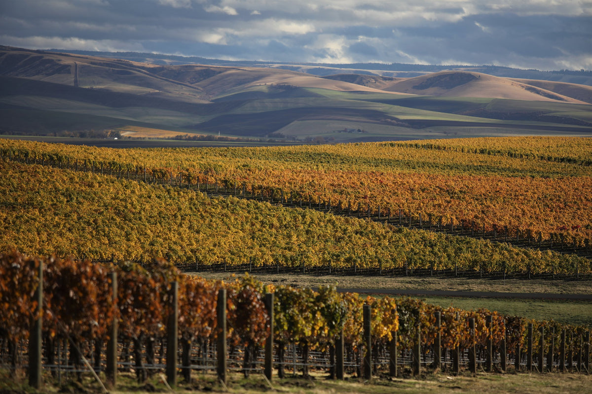 Autumn vineyard in Washington wine country
