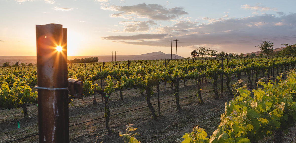 Scenic vineyard landscape
